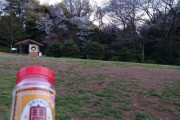公園でぼっちで花見酒(´･ω･`)🌸( ´ ▽ ` )ﾉ🥃