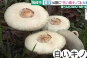 岡崎市の公園に猛毒“白いキノコ”大量発生 長雨原因か「触るのも危険」[9/13]