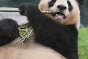 【悲報】和歌山のパンダを中国に返還する理由→