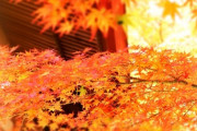 【画像】京都の紅葉、いくらなんでも美しすぎるｗｗｗｗｗｗｗｗｗ