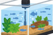 アクア民さんの水槽、苔に侵食されるもなぜか幻想的になる・・・