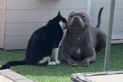 こんな動画だけ見ていたい！猫にグルーミングされ、とろけそうな表情の犬