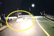 【広島】路上で遭遇した猪が猪突猛進！これは叫ぶしかないドラレコｗｗｗ