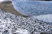 【北海道】大量のイワシ、冷たい真冬の海水に耐え切れず死に打ち上げられる。地元民「鮮度もいいし今夜のおかず」