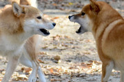 犬の散歩中によく会うレトリバーの飼い主がリードを離してしまい、うちの犬と大乱闘しあわや大怪我になるところだった。ちゃんとしてほしいよ