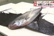 【画像あり】韓国人「日本で捕獲された魚がマジでヤバ過ぎた‥（ﾌﾞﾙﾌﾞﾙ」図鑑でしか見れない珍しい魚が日本で捕獲される　韓国の反応