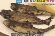 滋賀県立大学が「骨なし魚」を研究！！ 丸ごと食べれて最高の食材