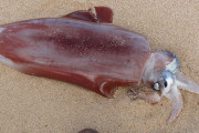 【画像】海岸に打ち上げられたイカｗｗｗｗ