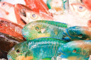 過大評価されている魚、10匹挙げろ