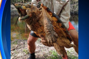 アメリカの川でモンスター級の巨大ワニガメが発見される　史上最大の可能性