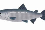【助けて】さっき釣った鮭の刺身食べたら「とんでもないこと」になったんだがｗｗｗｗｗｗ