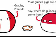 【ペルー】ギニアピッグの秘密【ポーランドボール】