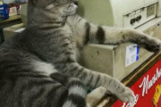 外国人「猫に乗っ取られた店を世界から集めてみたｗｗｗｗ」