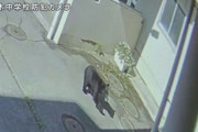 【岩手】クマが中学校に進入　副校長がクマの前に立ちはだかりにらみ合い、生徒守る