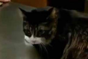 ネコを「病院」に連れてきた。診察台の横には飼い主がいる → 猫はこうなった…