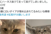 猫が行方不明になった飼い主に「でちゃう！」を名乗る人が生成AIでクソリプを飛ばす→批判殺到に加えてでちゃう！にもクレームが行っている模様