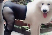 【画像】セクシーな雌犬さん見つかる