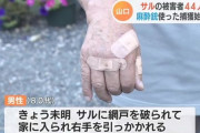 【山口】暴れサル、被害者続出４４人に…麻酔銃を使った捕獲活動開始