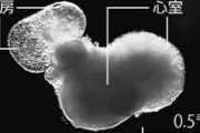 【悲報】東京医科歯科大学さん、ES細胞でミニ心臓を作製してしまう…