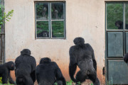 【画像】チンパンジーさん、自分たちが赤ん坊を殺した家族が住んでいた家にたむろするｗｗｗｗｗ
