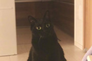 【画像多め】 不吉だと言われていた黒猫さん、実は”魔法の猫”と呼ばれるくらい縁起が良かったwww