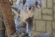 【悲報】コアラのエサ代、年間2000万もかかる