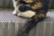 ネコも使いこなしてる。階段より、らくちんニャ♪ → 猫はエスカレーターでこんな感じ…