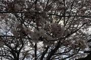 【画像】朝っぱらから桜見にきたわｗｗｗｗｗｗｗｗｗ