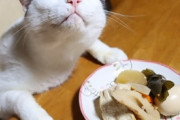 【ねこ画像】いろんなおかずの匂いにご満悦な猫さん…本当に幸せそうなお顔ですwww