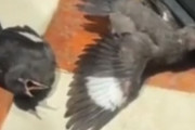 【動画】死にかけの鳥にエサをあげる→続々と鳥が死にかけ演技をする事態に！