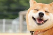 とあるペットのイベントで、専門学生が犬の水浴び後ドライヤーをしてくれるというので、うちの犬もお願いしたが対応が酷かった…