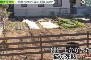 【埼玉】少年「誰でもいいから人を殺したかった」「猫を殺したのは自分」ネコのバラバラ死骸遺棄事件に関与か