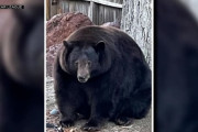 【クマ出没注意】２３０キロの巨体で２８軒の民家に押し入る
