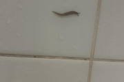 【画像】風呂のタイルにナメクジ居た
