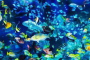 【急募】)連休明けたら女の子と水族館に行くんやけど、どうすればいいｗｗｗｗｗｗｗｗｗ