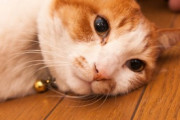 【画像多め】うちの猫達が暑くて床に落ちてたwww