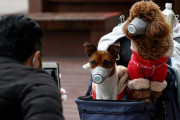香港政府「感染者のペットの飼い犬からも新型コロナウイルスが検出された」口と鼻から陽性反応