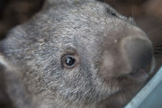 オーストラリアの動物園「台風の影響で2ヶ月閉鎖します」ウォンバット「鬱だ死のう」