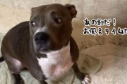 お気に入りの曲が流れないとお風呂に入らない犬、サビの部分で浴槽にドボン！