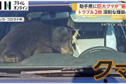 「車内でクマが死んでいる」無施錠の車に侵入した110kgのクマ、脱出できず死亡  [9/11]
