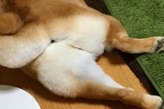 柴犬のお尻