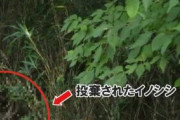 「穴を掘るのがしんどくて…」捕獲したイノシシの死骸を投棄