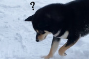 柴犬「地面はどこ？」雪の中はしゃぐ柴犬が可愛いと話題に（海外の反応）