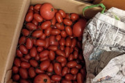 【急募】大量のトマトの消費方法