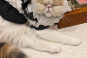 近所の猫カフェの推し猫（※画像あり）