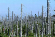 【衝撃】昔、「酸性雨」が環境問題で大きく騒がれてたけど現在どうなったのか？　→　最近の研究の結果、信じられない事実が判明してしまう…