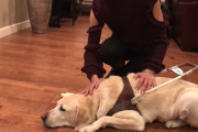 盲導犬を引退した子が、必ずハーネスを返さなければいけない理由  海外の反応