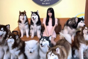 【STU48 #中村舞】ハスキーの国の舞Q🐶🐶👻🐶🐶