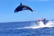 【動画】イルカさん「ジャンプたのしー！」 シャチ「どけオラァ‼︎（ぼこっ！」 イルカさん「・・・」　- メキシコ