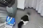 ２匹のネコが慌てた様子で部屋の奥に逃げ出した。飼い主はソファで横になっている。何ごとかな？ → ファッ！？…